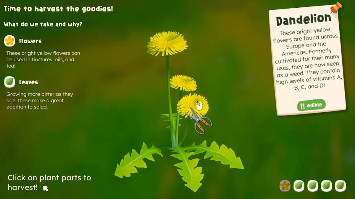 A screenshot of official gameplay from Wholesome: Out and About by Yaldi Games. Image shows the foraging feature of the game, presenting the dandelion that the player has found, with a text box of information about the flower on the right. and information about the flowers and leaves on the left. There's a pair of scissors on the screen showing the player getting ready to harvest parts of the flower.